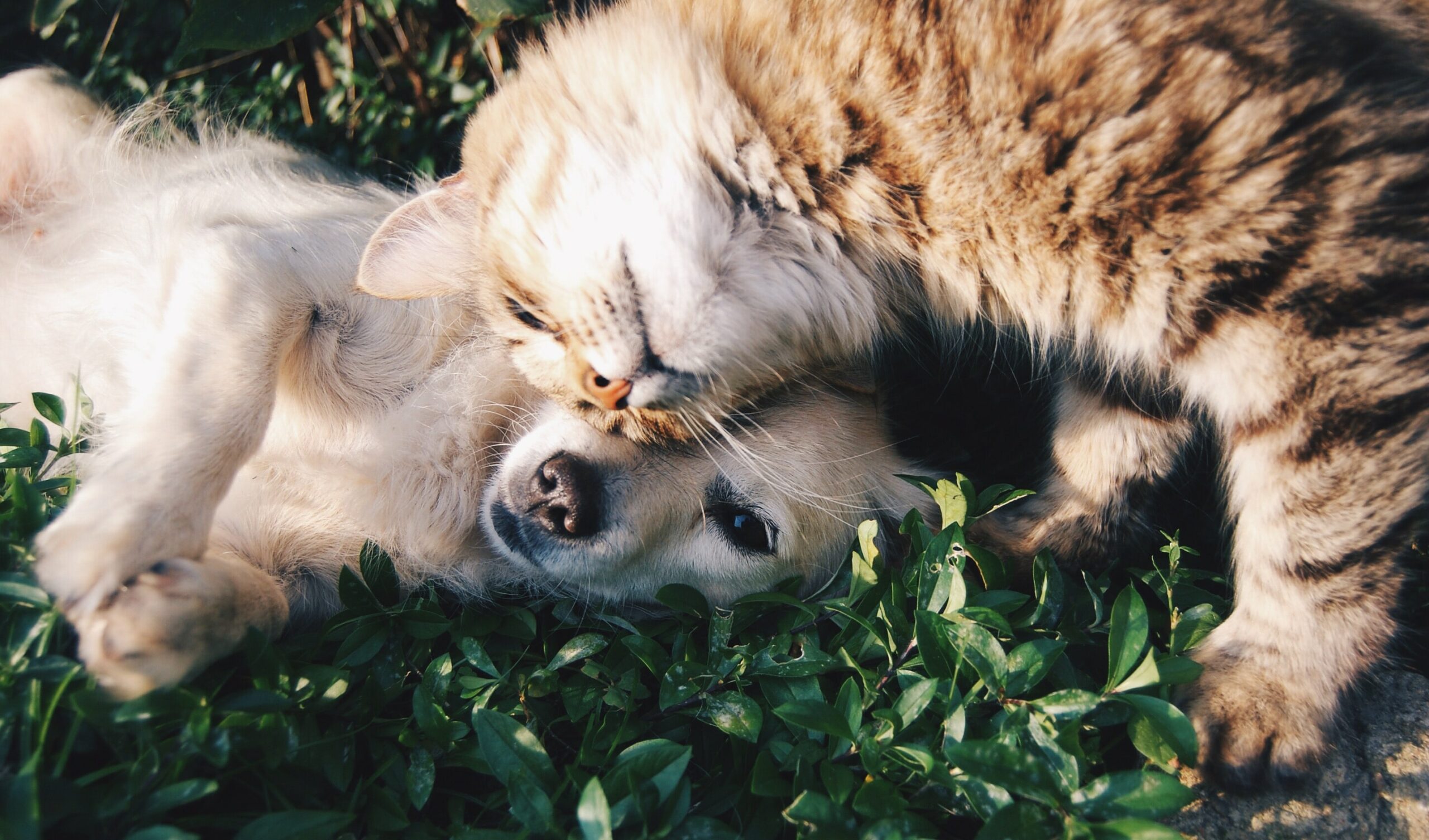 Steckbrief: Wie man sich gut um ein Haustier kümmert