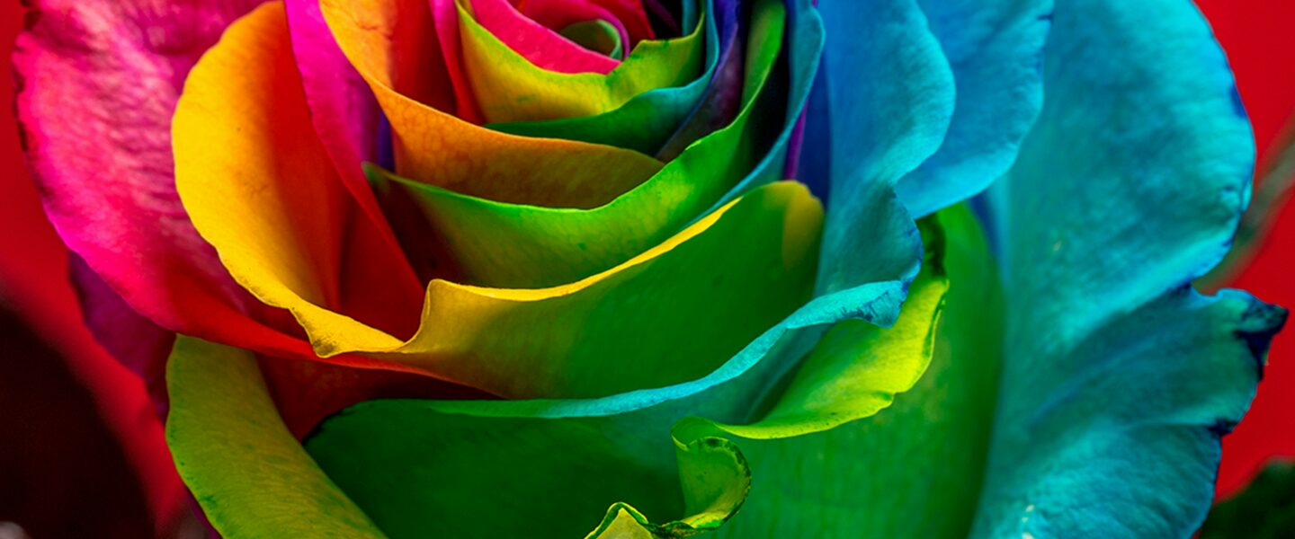Die Bedeutung der Farben von Rosen