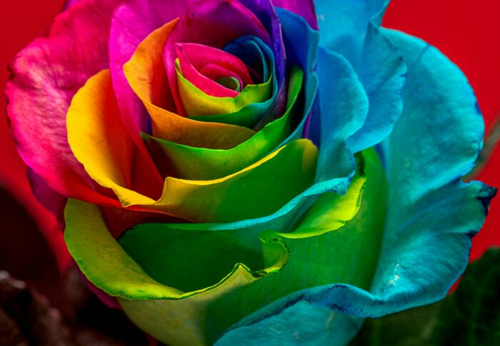 Die Bedeutung der Farben von Rosen