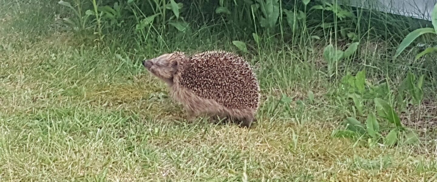 Igel gefunden: Was jetzt?