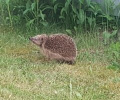 Igel gefunden: Was jetzt?