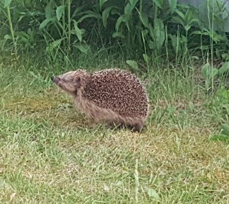 Igel gefunden: Was jetzt?
