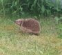 Igel gefunden: Was jetzt?
